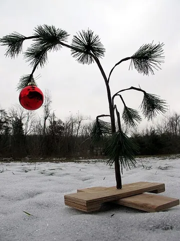 charlie brown christmas tree: synonym of Charlie Brown tree