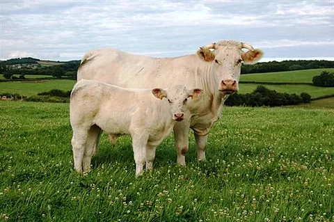 charolais: a breed of cattle, raised primarily for beef, having a large build and a cream-coloured coat