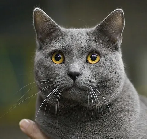 chartreux: a member of a breed of large, blue, short-haired domestic cats, originating in France