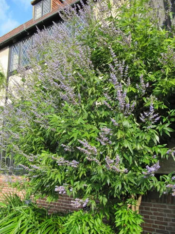 chaste tree: a shrub native to the Mediterranean region (Vitex agnus-castus)