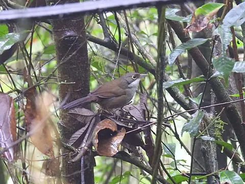 chat-tanager: any of the birds of the genus Calyptophilus