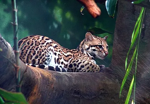 chati: a small South American subspecies of tiger cat (Leopardus pardalis mitis), native to Argentina and...