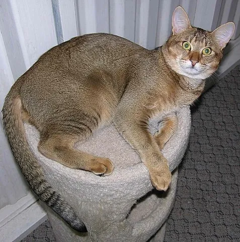 chausie: a large, shorthair, domestic cat hybrid, crossbred from a female Abyssinian and a male Felis chaus