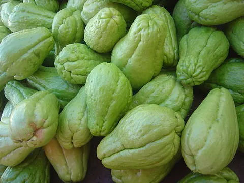 chayote: sicyos edulis, a tropical American perennial herbaceous vine having tendrils, tuberous roots, and a...