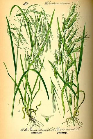 cheatgrass: bromus tectorum, drooping brome, native to Europe, thought to create an ecology prone to annual...