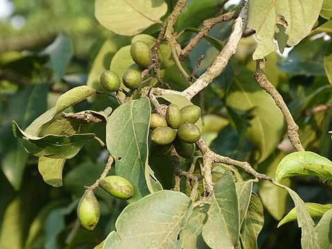 chebulic myrobalan: a tree native to southern Asia with edible fruit and which is used in traditional medicine,...