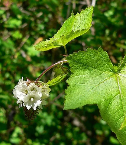 checkerbloom: any of the flowering plants in the genus Sidalcea