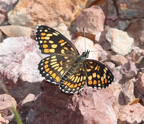 checkerspot: any of a group of butterflies of the subfamily Nymphalinae whose wings bear a checkered, spotted...