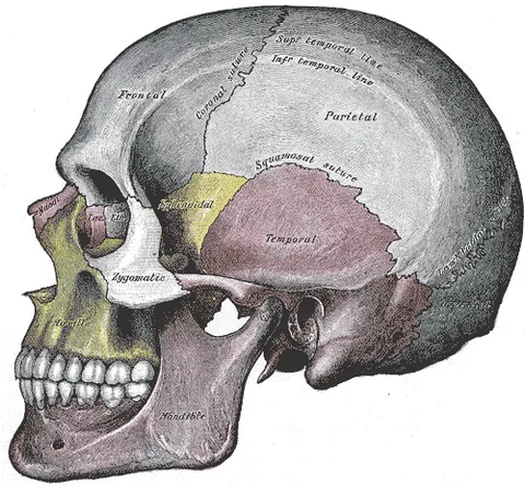cheekbone: the small prominent bone of the cheek