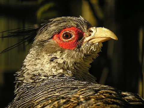 cheer pheasant: a species of pheasant, Catreus wallichii, of the western Himalayas