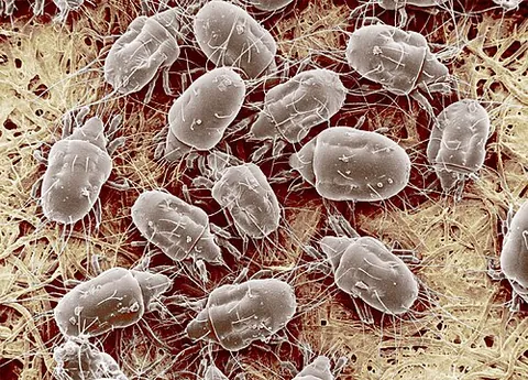 cheese mite: any of several species of mite that thrive on the surface of cheese and feed on it. They are used...