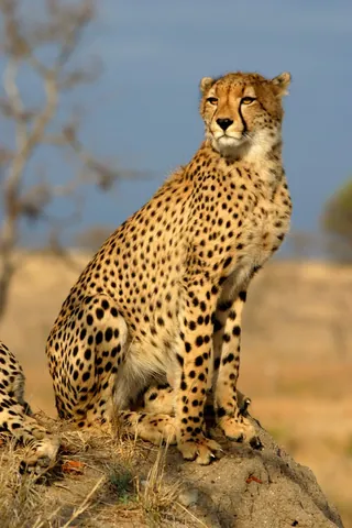 cheetah: a distinctive member (Acinonyx jubatus) of the cat family, slightly smaller than the leopard, but...