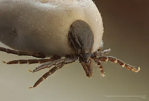 chelicera: either of the prehensile claws found on the proboscis of chelicerates (horseshoe crabs, sea spiders...