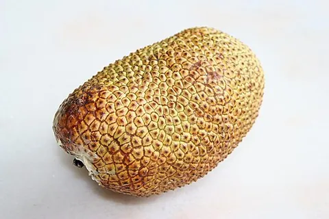 chempedak: a tree of species Artocarpus integer, of southeast Asia, domesticated is Oceania
