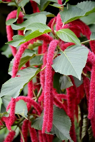 chenille plant: acalypha hispida, a shrub with colourful furry flowers