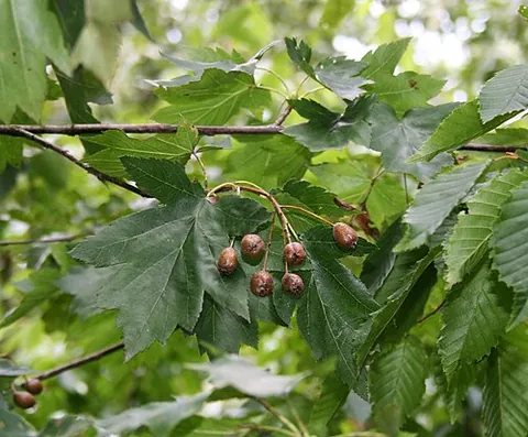chequer tree: a tree with edible fruit, Sorbus torminalis, native to central and southern Europe and neighboring...