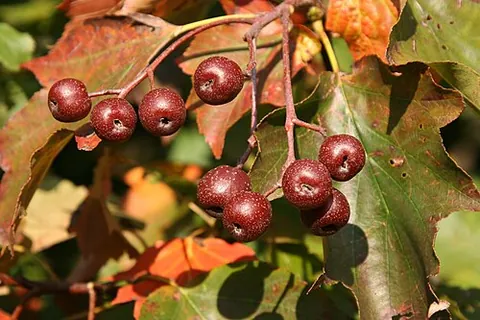 chequer: the edible fruit of the wild service tree, Sorbus torminalis