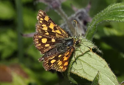 chequered skipper: a brown and orange chequered butterfly, Carterocephalus palaemon, of the family Hesperiidae