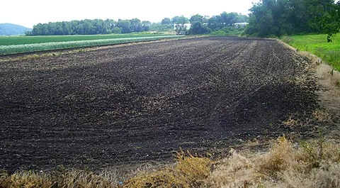 chernozem: a fertile black soil containing a very high percentage of humus (3% to 15%) and high percentages of...