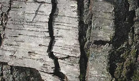 cherry birch: a tree of the species Betula lenta, with a dark bark resembling a cherry tree's and an aromatic...