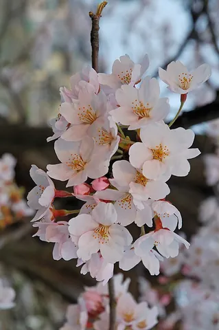 cherry blossom: the blossom or flower of the cherry tree, particularly the Japanese cherry (Prunus serrulata)