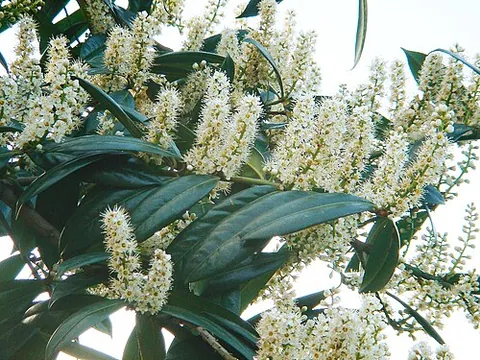 cherry laurel: prunus laurocerasus, an evergreen shrub, native to regions bordering the Black Sea in southwestern...