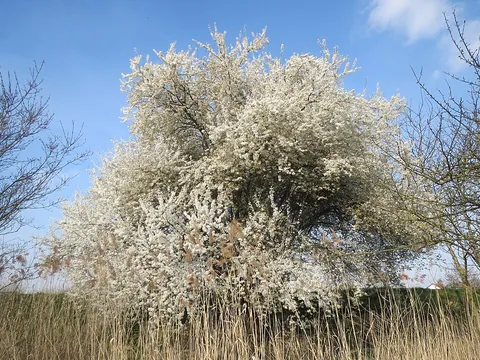 cherry plum: prunus cerasifera, a deciduous ornamental Eurasian shrub or small tree, having white flowers and...