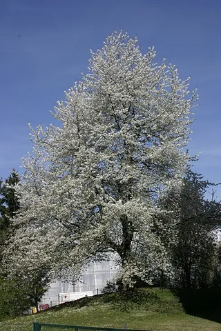 cherry tree: a tree of the subgenus Prunus subg. Cerasus, the members of which are valued agriculturally for...