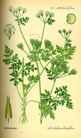 chervil: a leafy herb, Anthriscus cerefolium, resembling parsley