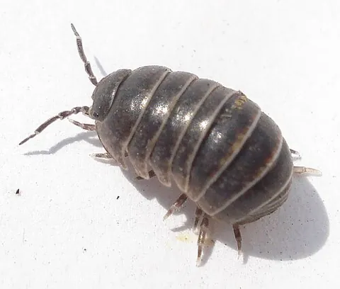 cheslip: a woodlouse