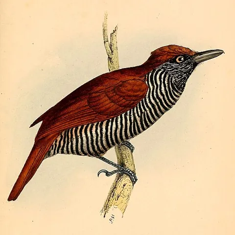 chestnut-backed antshrike: a passerine bird of the antbird family (Thamnophilus palliatus, syn. Lanius palliatus)