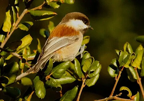 chestnut-backed chickadee: a small bird of species Poecile rufescens, in the tit family (Paridae)