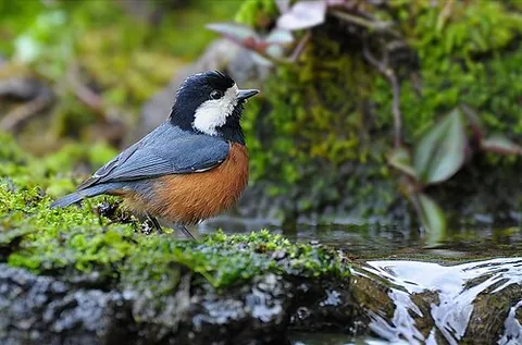 chestnut-bellied tit: sittiparus castaneoventris, a small bird of the tit family Paridae