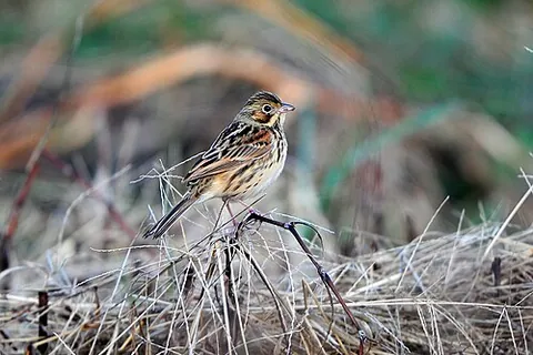 chestnut-eared bunting: emberiza fucata, a passerine bird in the bunting family Emberizidae