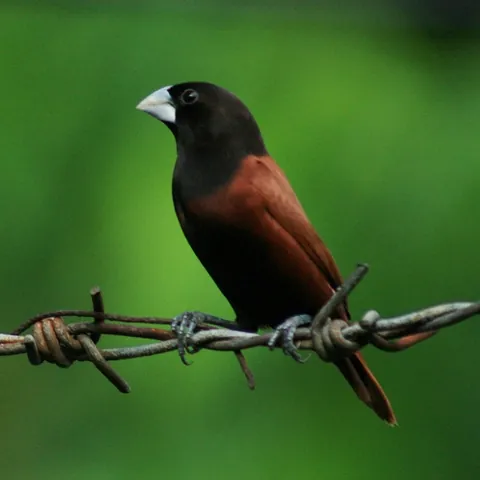 chestnut munia: lonchura atricapilla, a bird of the passerine family Estrildidae, of southern and eastern Asia