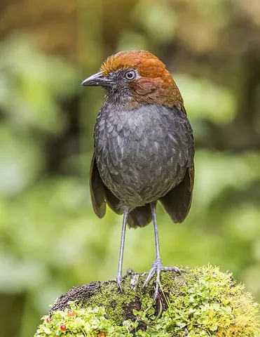 chestnut-naped antpitta: a bird, Grallaria nuchalis ruficeps