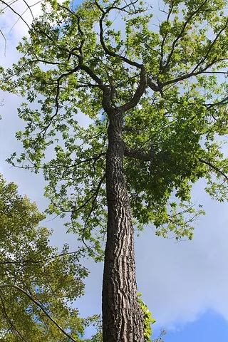 chestnut oak: a species of oak tree native to the eastern USA (Quercus montana, syn. Quercus prinus)