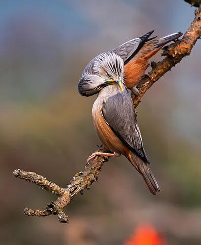 chestnut-tailed starling: a bird, Sturnia malabarica