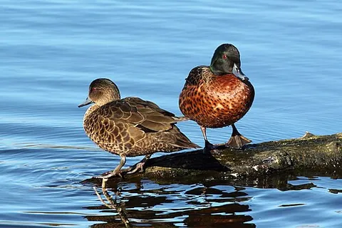 chestnut teal: anas castanea, a dabbling duck found in southern Australia