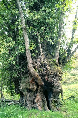 chestnut tree: a tree that bears chestnuts; a tree of the genus Castanea