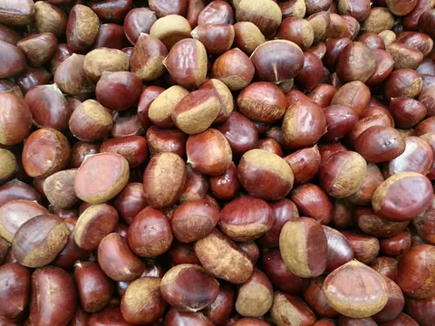 chestnut: an edible nut (technically a fruit) of the Spanish chestnut or sweet chestnut tree (Castanea...