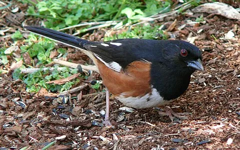 chewink: a species of New World sparrow, Pipilo erythrophthalmus
