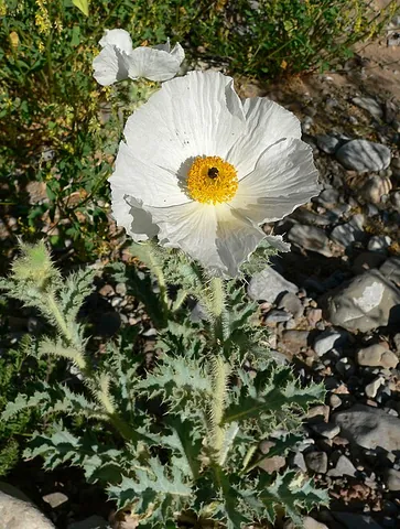 chicalote: flatbud prickly poppy (Argemone munita), a prickly poppy native to California
