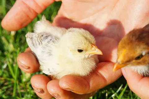 chick: a young bird