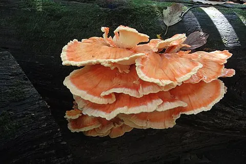 chicken of the woods: any edible mushroom of the Laetiporus genus
