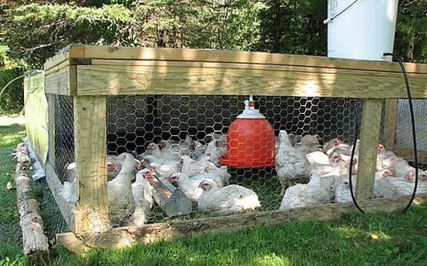 chicken tractor: a movable enclosure in which chickens can scratch the ground for food, allowing them to be...