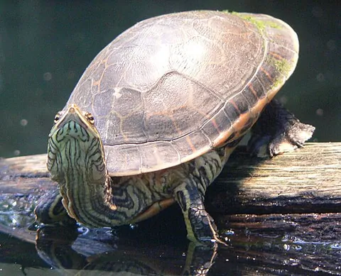 chicken turtle: an uncommon freshwater turtle, of species Deirochelys reticularia, found in the southeast of the...