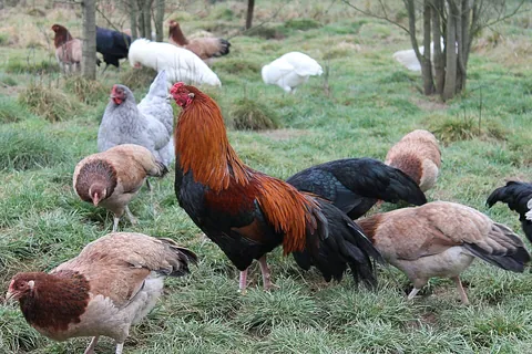 chicken: a domesticated subspecies of red junglefowl (Gallus gallus domesticus)