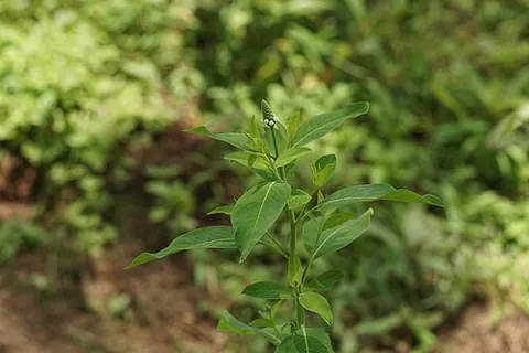 chickenspike: the flowering plant Sphenoclea zeylanica