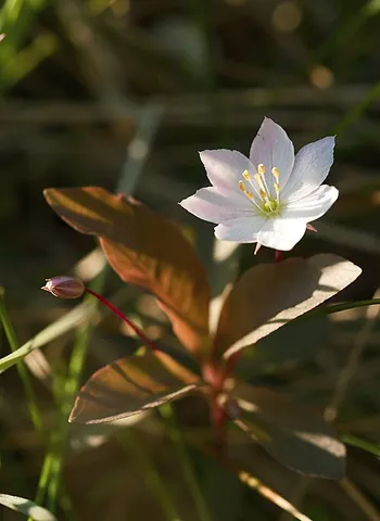chickweed wintergreen: a plant of species Trientalis europaea, in the Primulaceae family